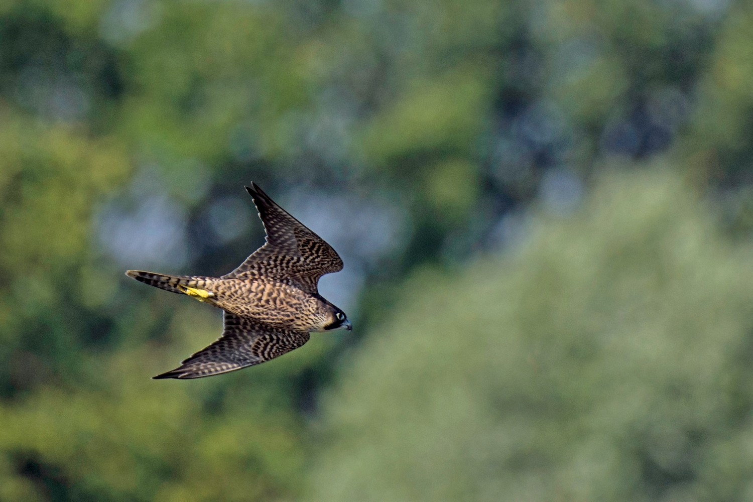 Falco pellegrino ( Falco peregrinus )